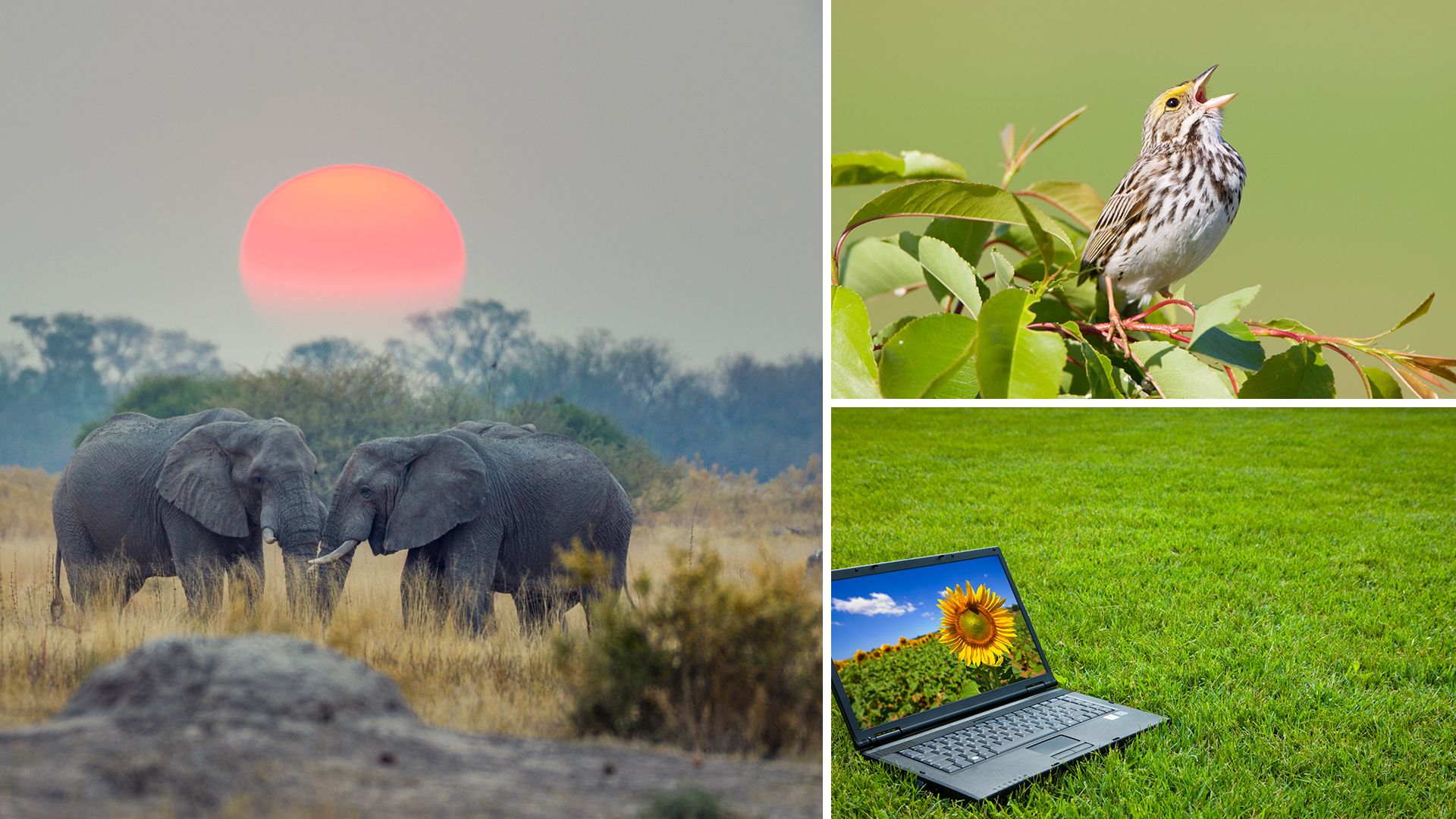 Split screen photo of a singing bird, a laptop and two elephants
