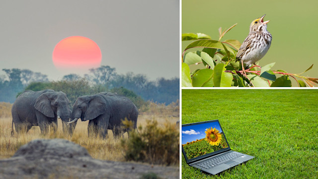 Split screen photo of a singing bird, a laptop and two elephants
