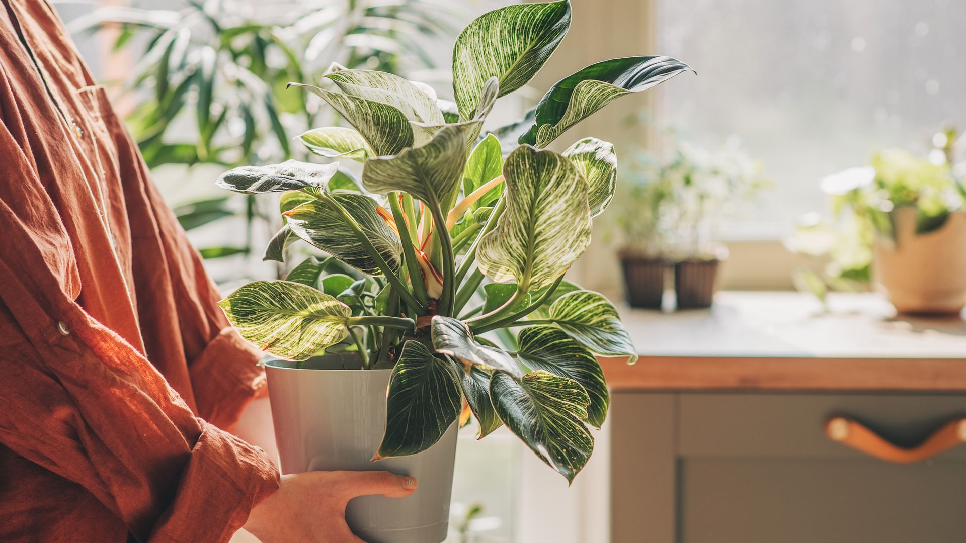 women's hands hold a houseplant