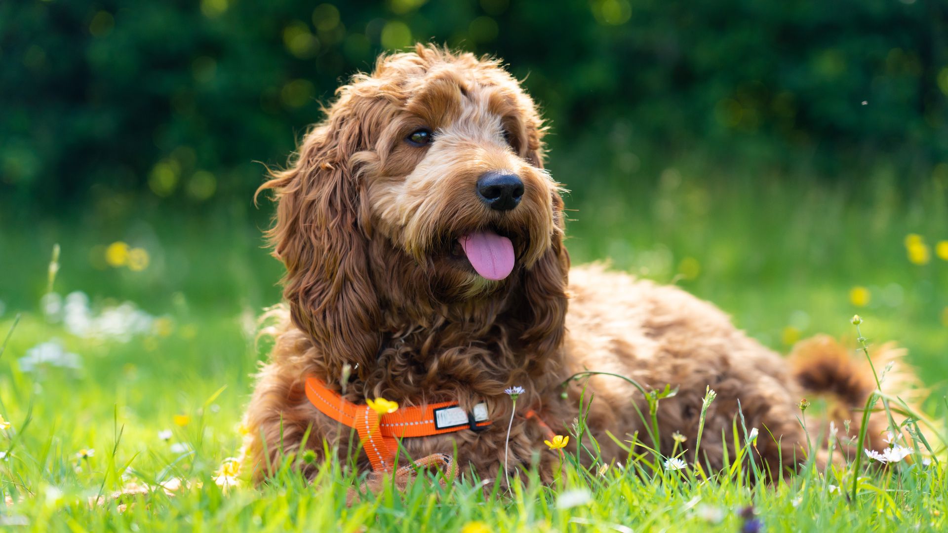 A one year old puppy Cockapoo Dog, sometimes called a Spoodle or Cockadoodle, is enjoying itself on the grass on a summer afternoon.