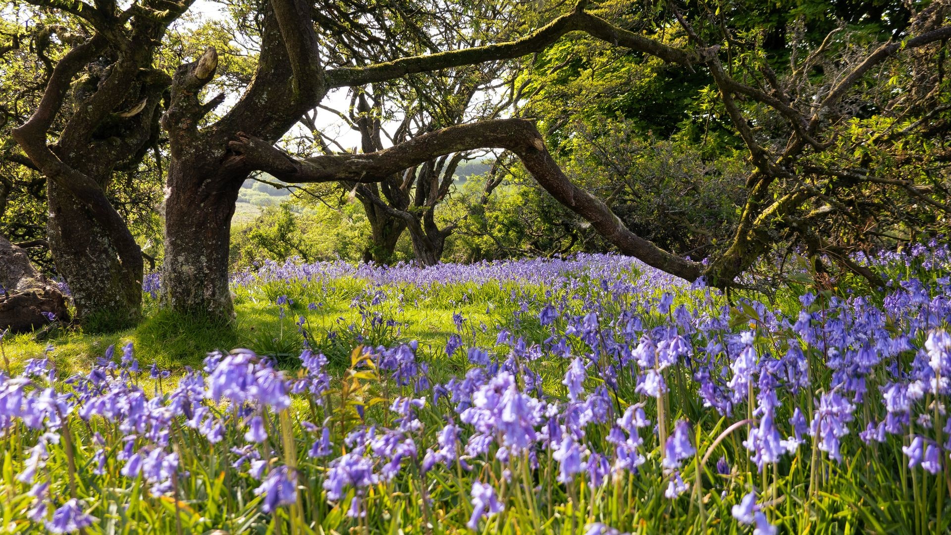 Bluebells on Dartmoor National Park