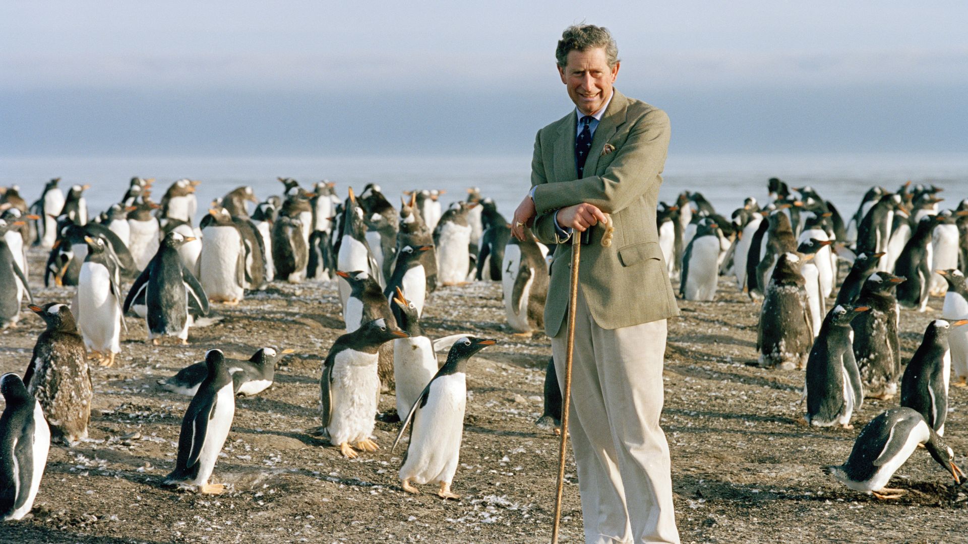 King Charles Leaning On His Crook As He Watches The Gentoo Penguins During His Visit To Sea Lion Island In The Falkland Isles. 