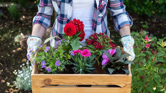 Young female gardener holding wooden crate full of flowers