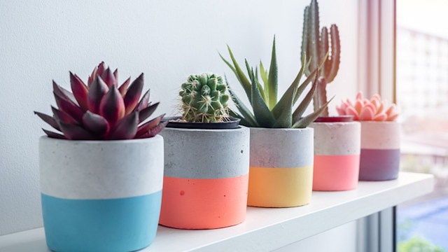 colourful plant pots