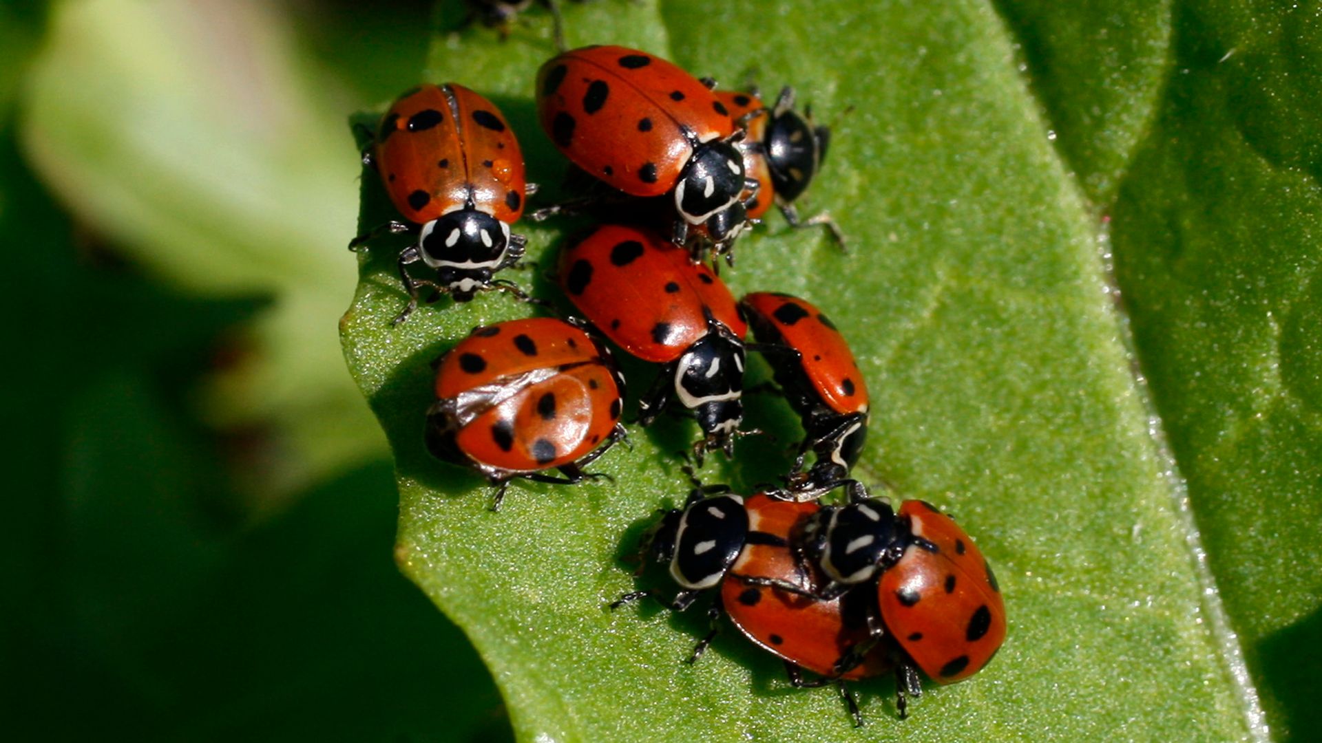Ladybugs cluster on a leaf after students at Edna Maguire Elementary School released over 120,000 of the insects at the school's garden in Mill Valley, Calif., on Thursday, April 24, 2008. Photo by Paul Chinn / San Francisco Chronicle (Photo By Paul Chinn/The San Francisco Chronicle via Getty Images)