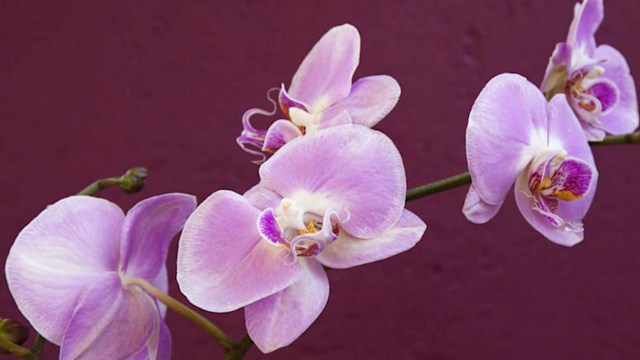 beauty benefits of orchid