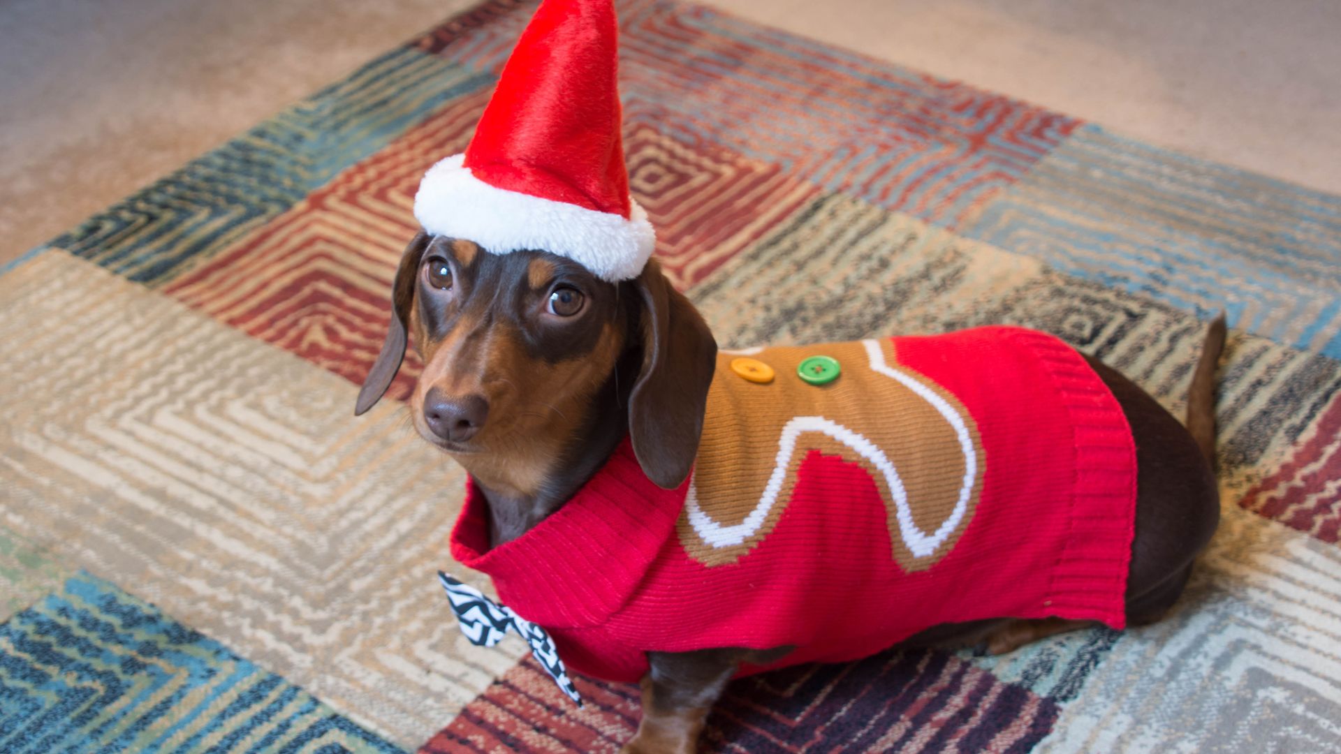 16 best Christmas presents for dogs 2021: From an M&S puppy hamper to cute  dog outfits