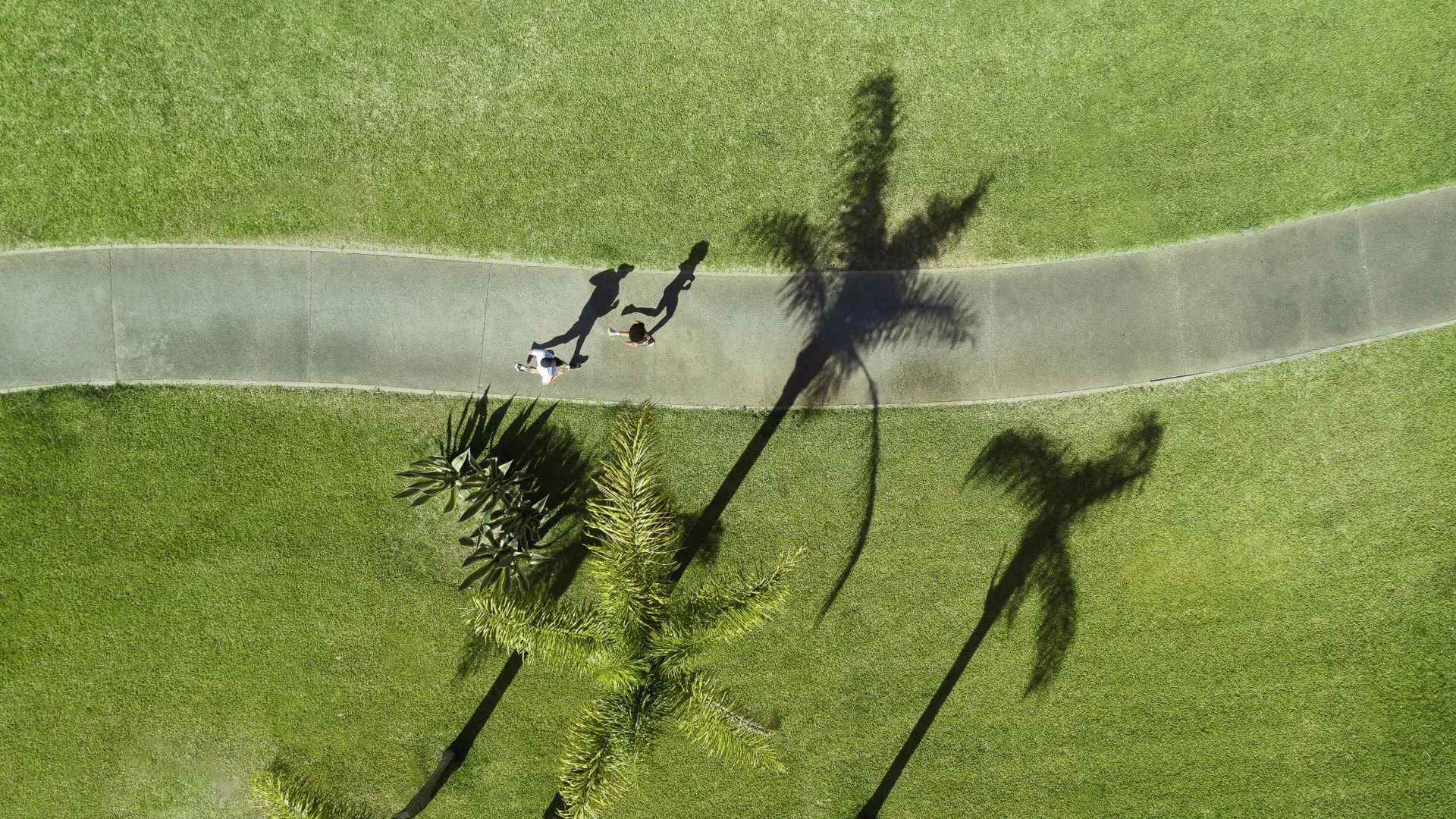 Aerial view of two people jogging on a winding path surrounded by lush green grass and casting long shadows beneath tall palm trees in Vilamoura, Portugal.
