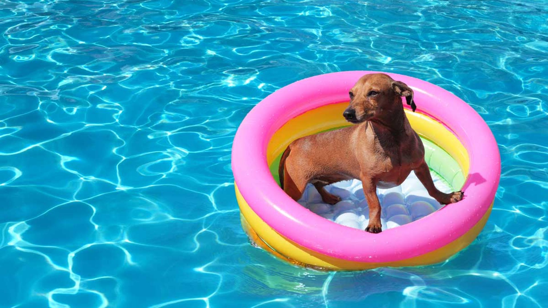 dog paddling pools