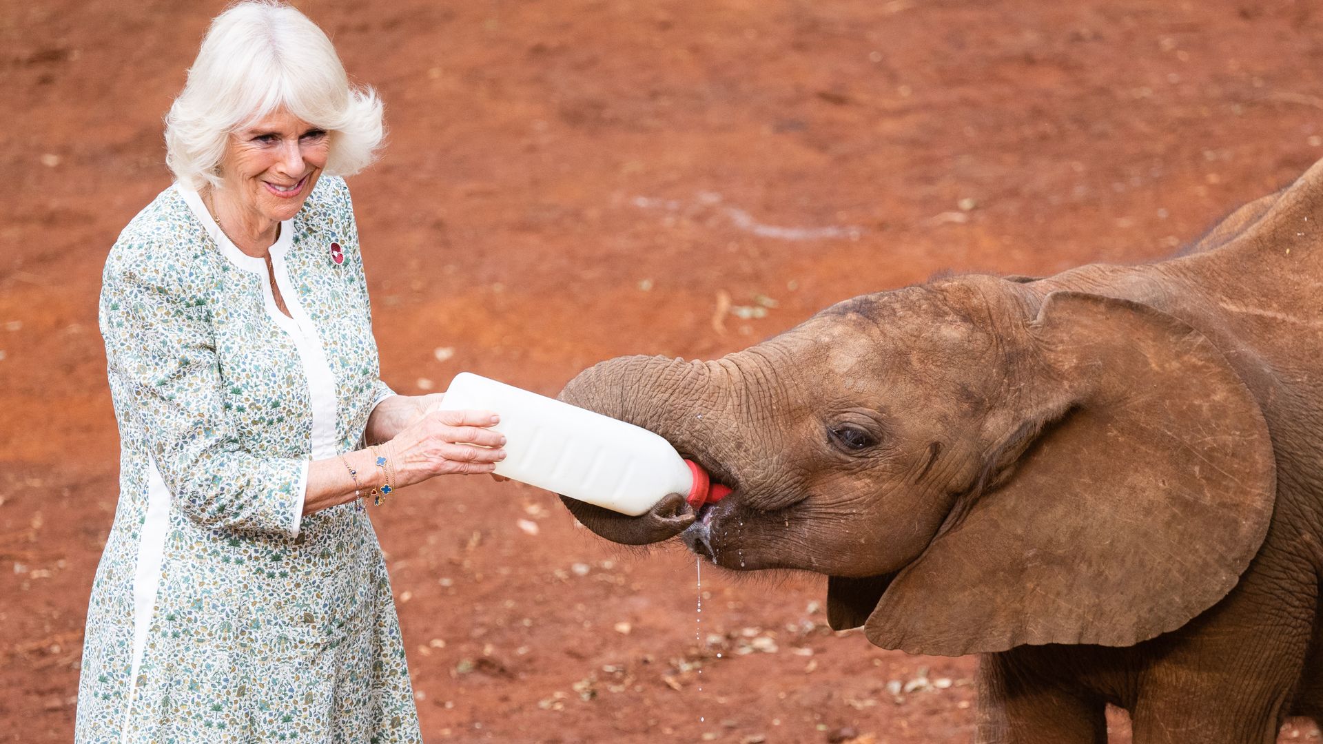 Queen Camilla bottle-feeds baby elephant