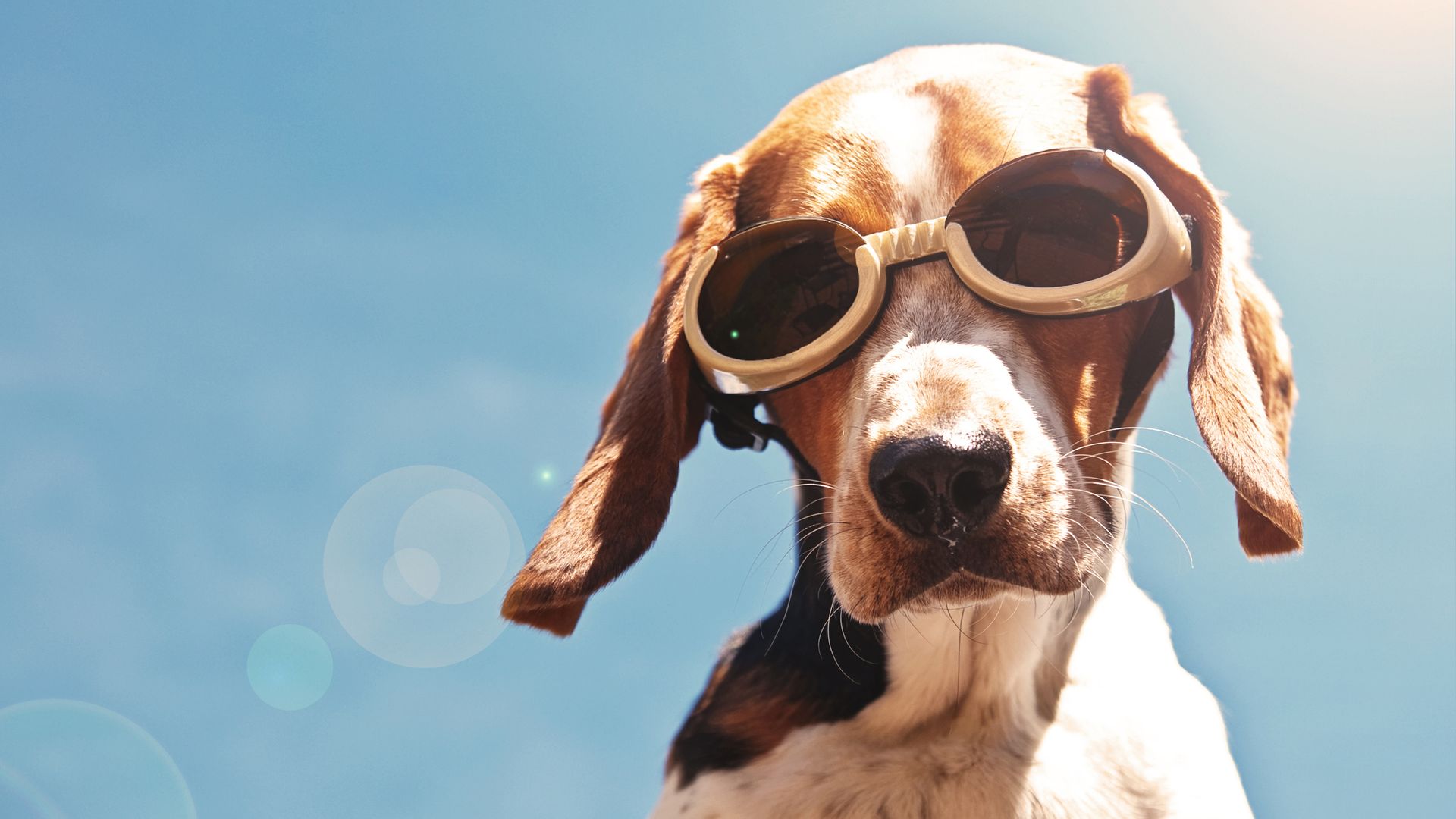 Dog wearing goggles, looking down with sun flares.