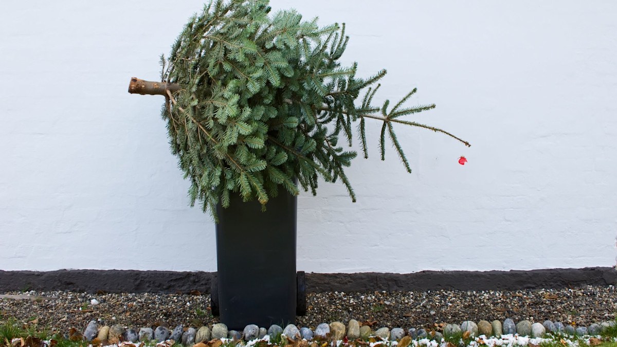 Ecofriendly ways to dispose of your Christmas tree sustainably HELLO!