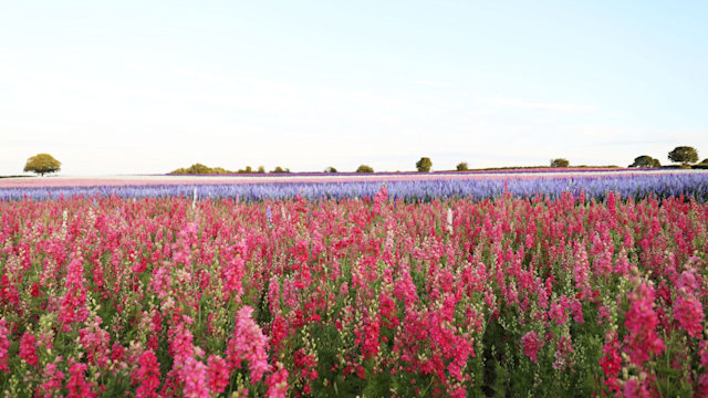 Shropshire Petals
