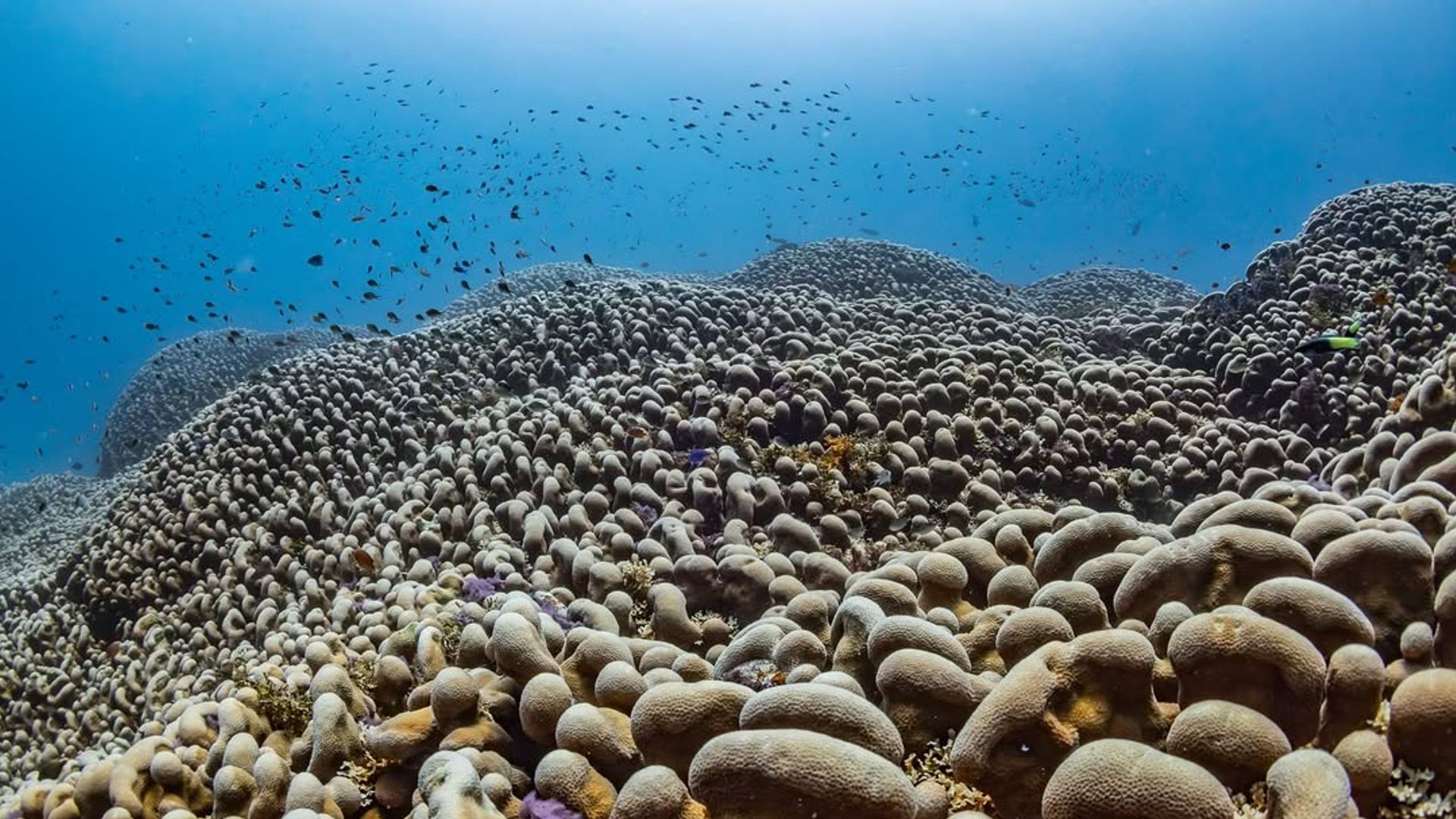 World's largest coral discovered in the Pacific – larger than a blue whale and centuries old