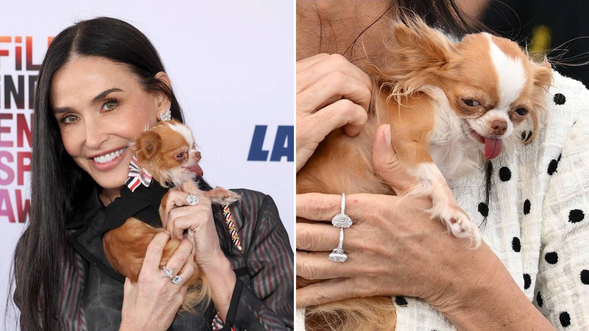 Demi Moore’s tiny dog Pilaf’s most star-studded moments in photos