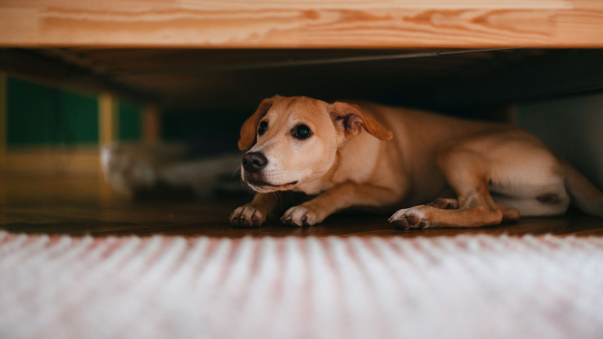 Terrified little dog lying on the floor below bed.
