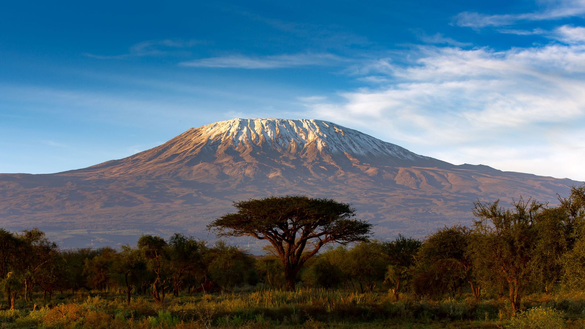 Foregrounded acacia on open savanna, with snow-capped Mount Kilimanjaro rising behind. Shot in clear daylight with scattered clouds, forming a balanced, uncluttered landscape composition.