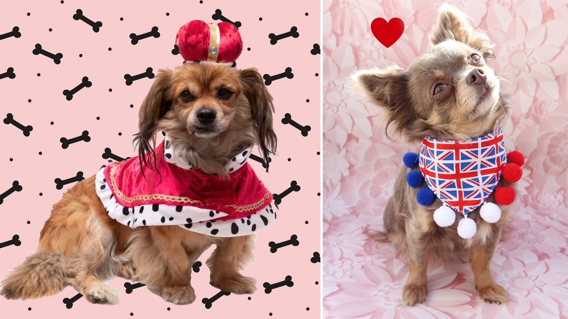 11 royal coronation costumes for dogs for a pawfect celebration
