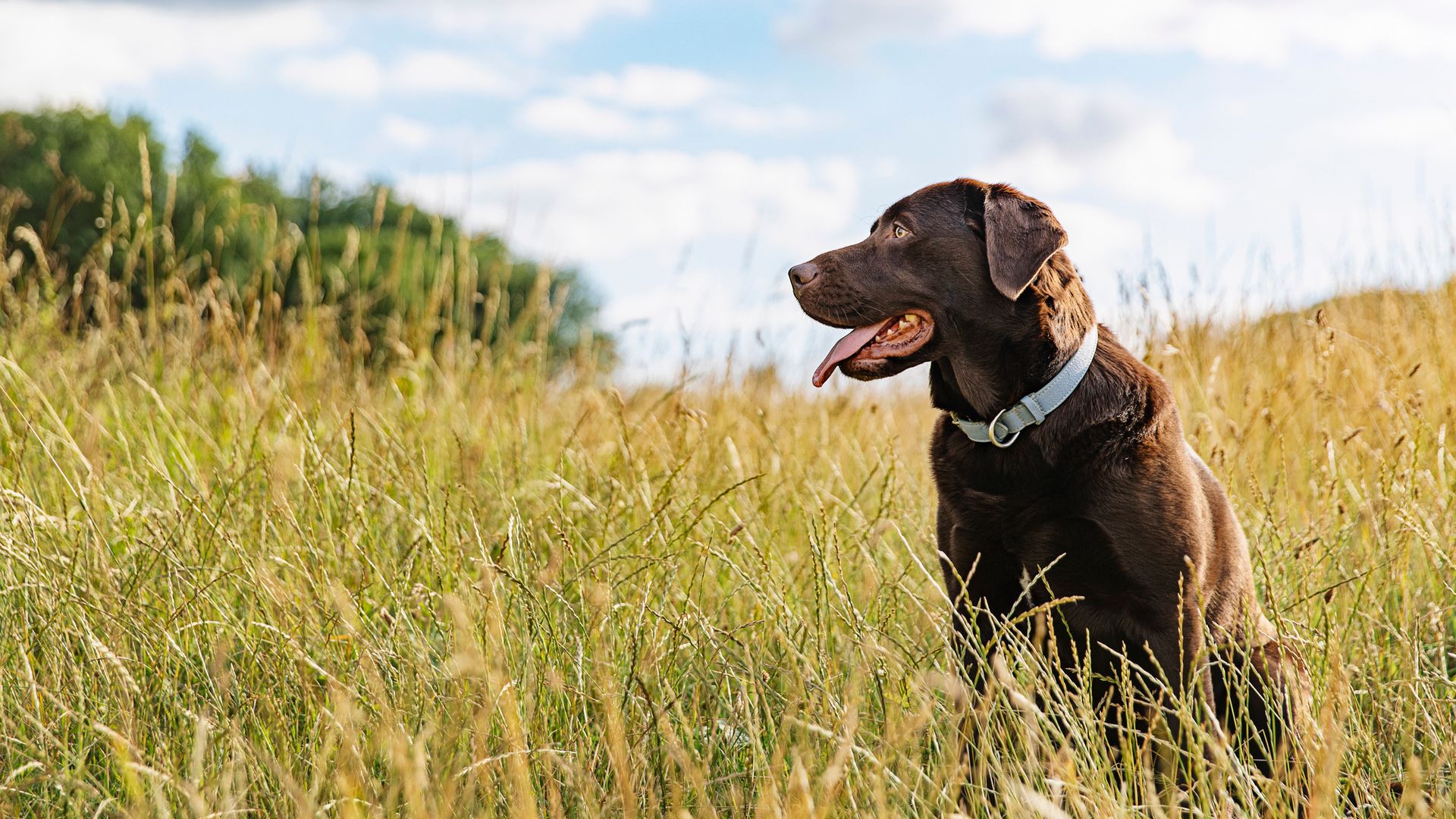 Portrait of a chocolate Labrador sitting in long grass