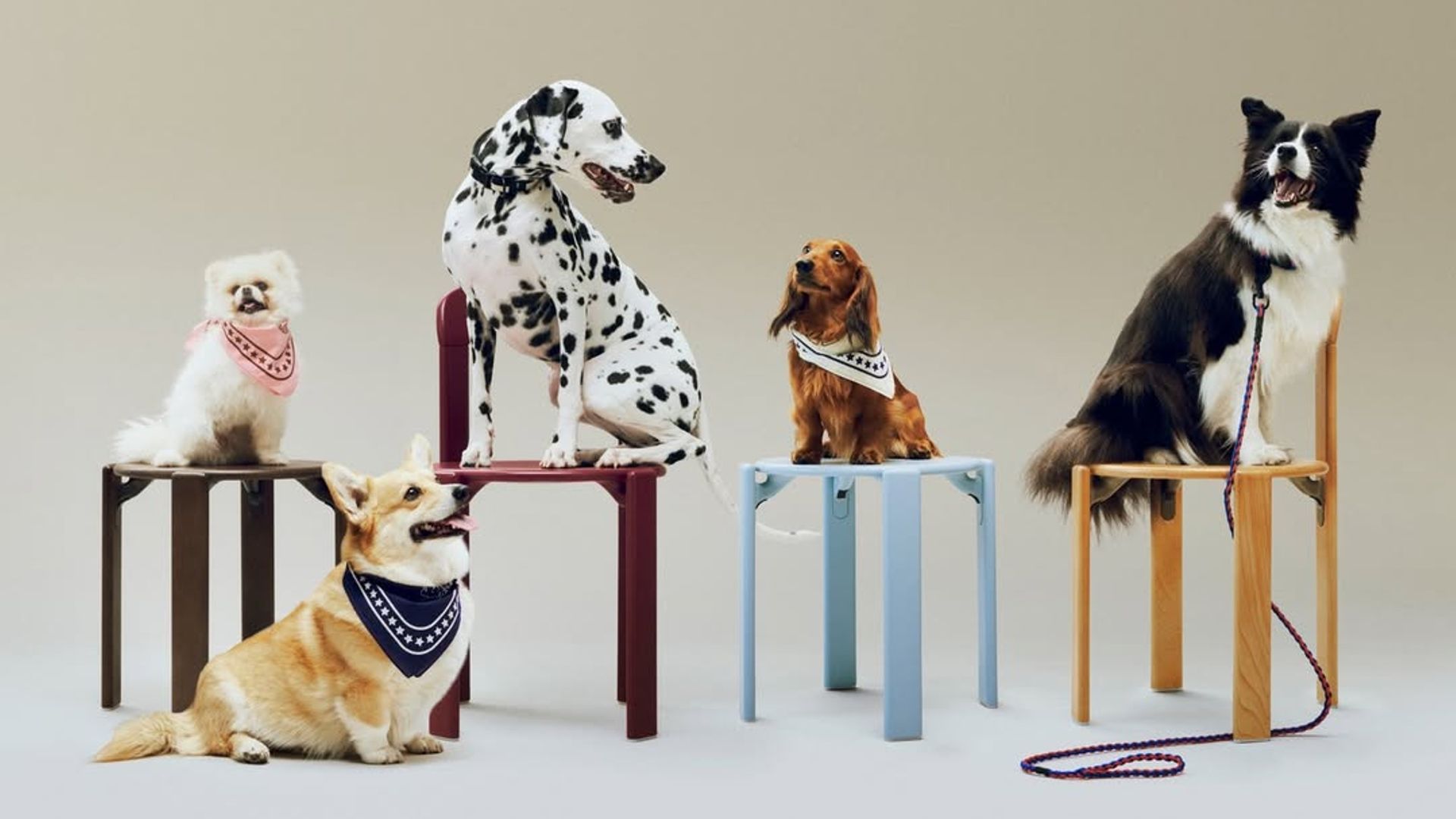 HAY design dog campaign