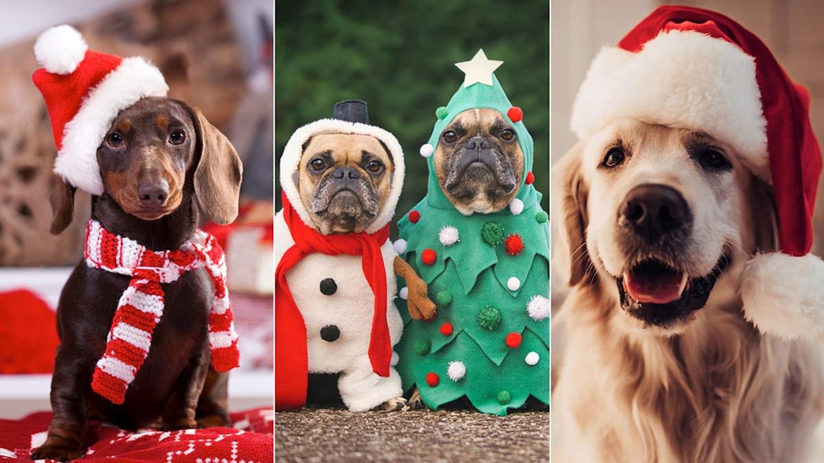 16 best Christmas presents for dogs 2021: From an M&S puppy hamper