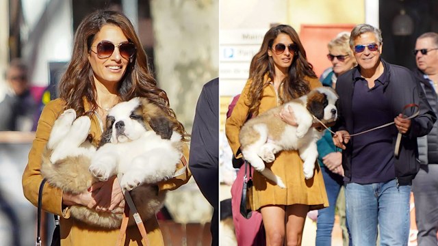 Amal Clooney and George Clooney debut their new puppy Nelson