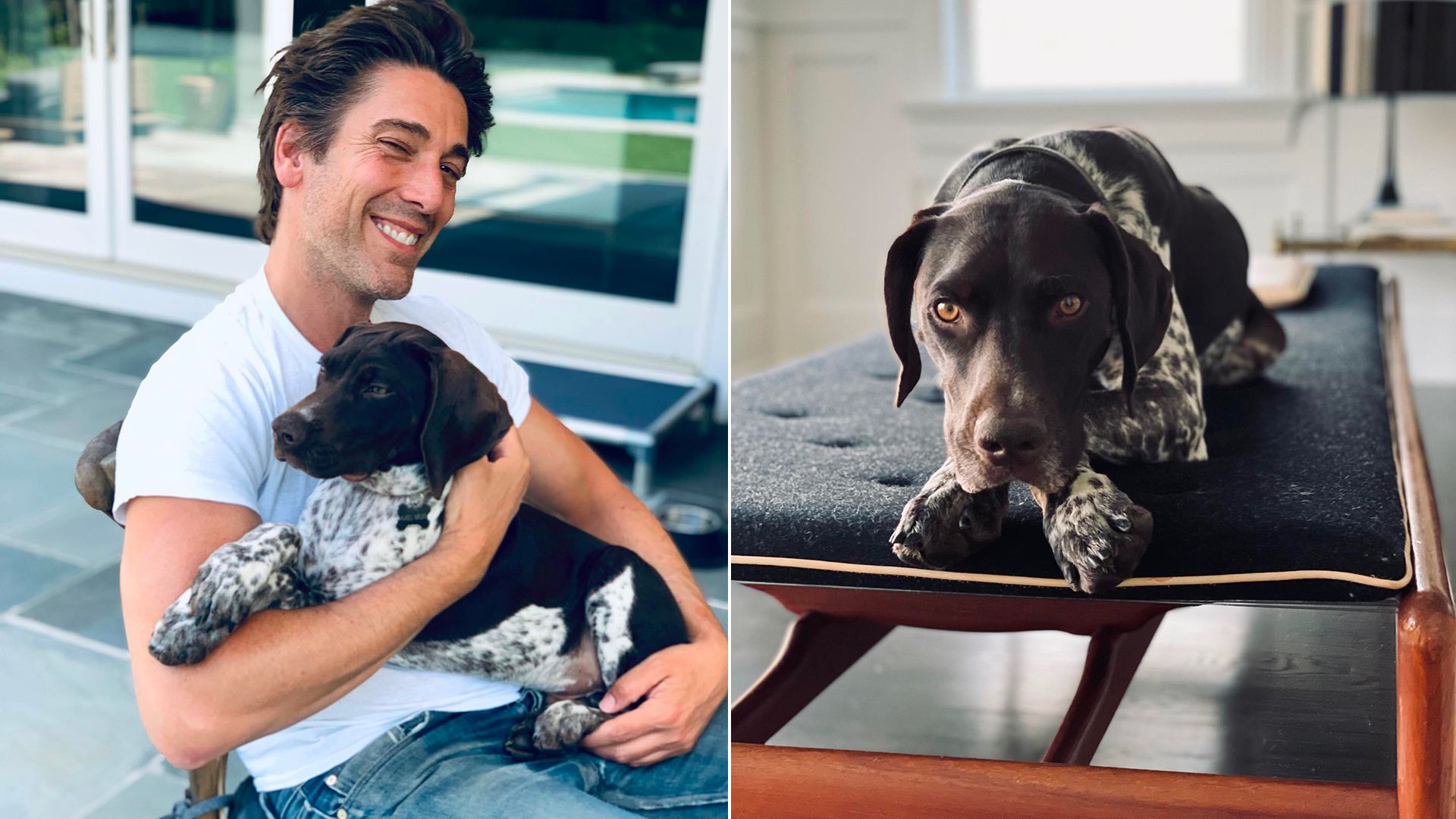 Split image of David Muir cuddling his dog Axel, and Axel sitting in their home.