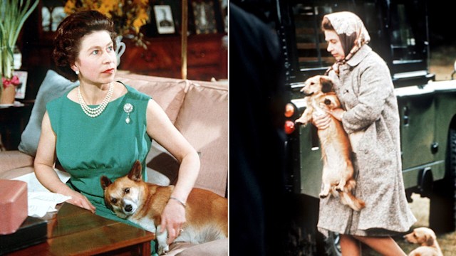 Queen Elizabeth with her Pembroke Welsh Corgis