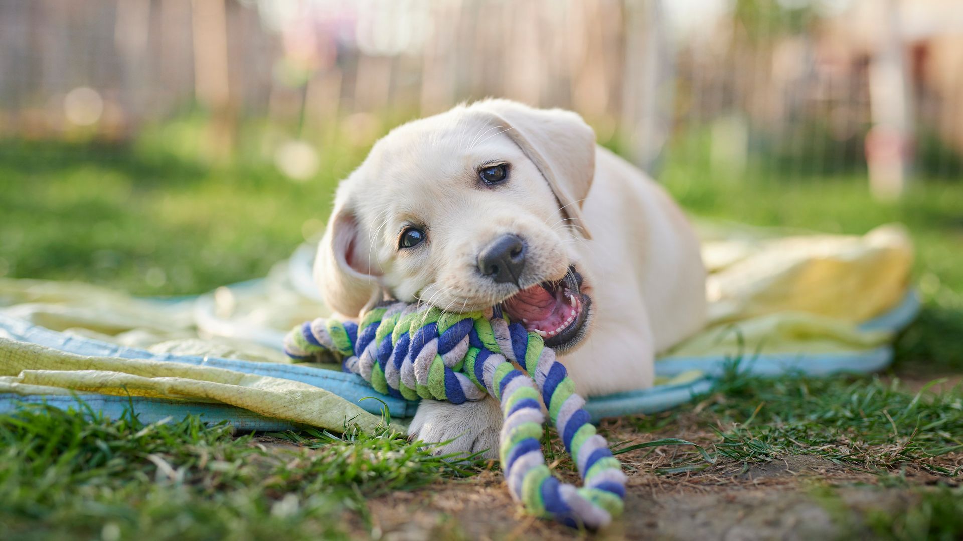 Labrador puppy outdoors chewing its toy