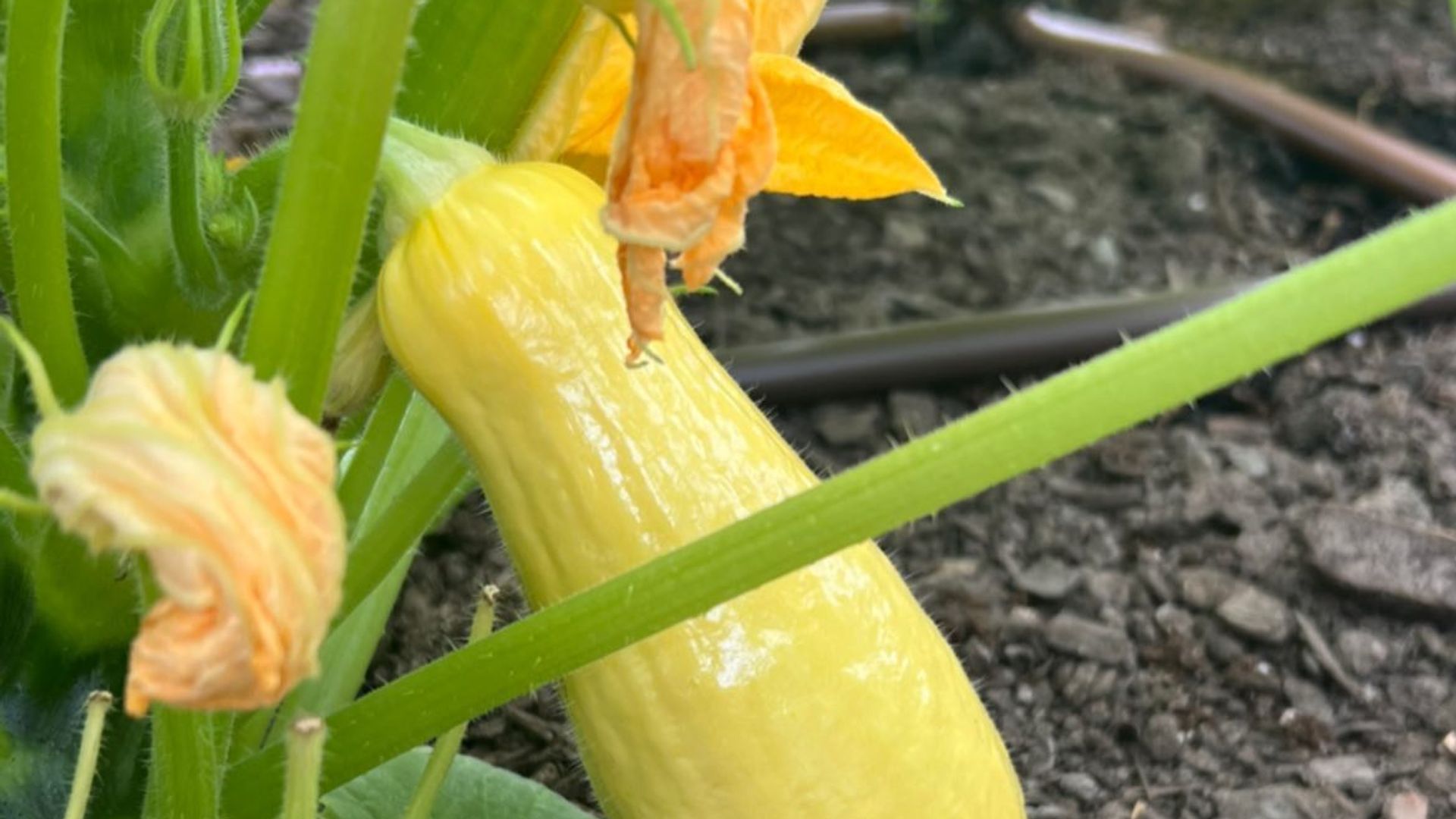 A photo of a zucchini plant with flowers and a young zucchini growing