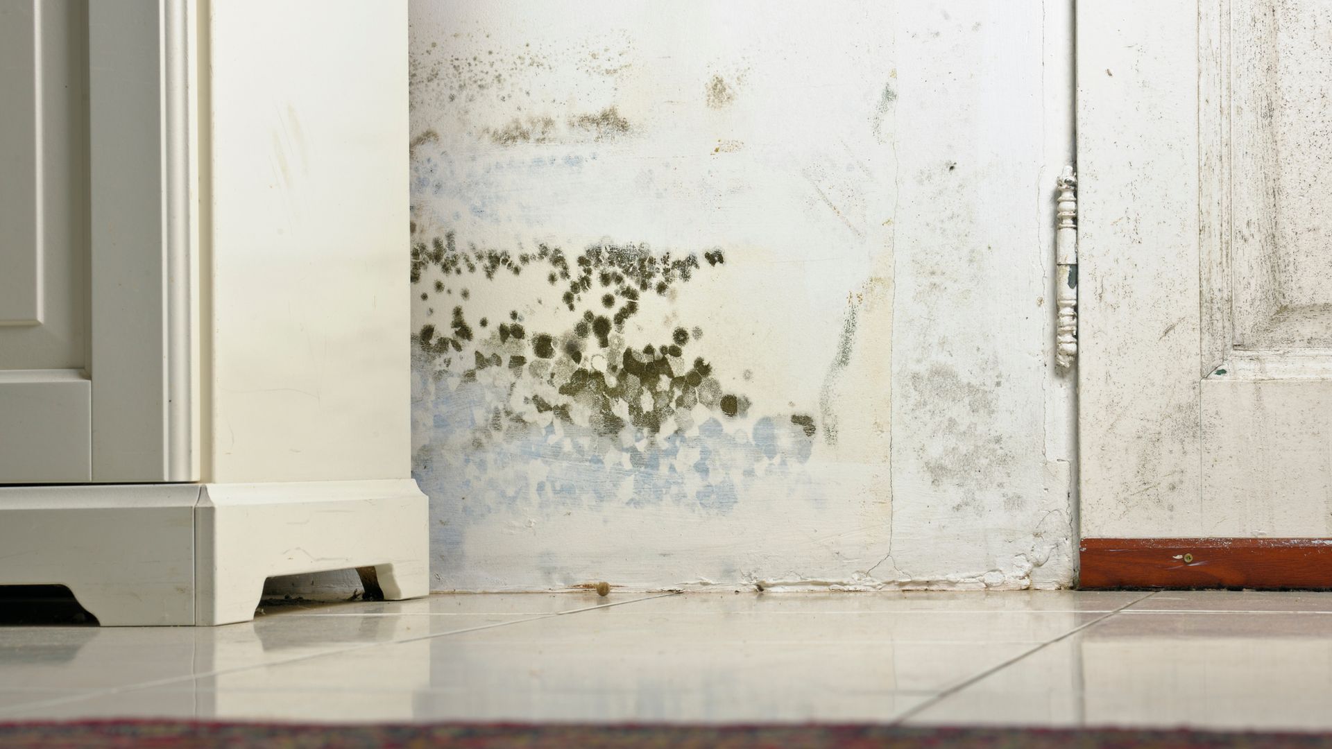 Mould in your rental property? Your landlord could owe you compensation