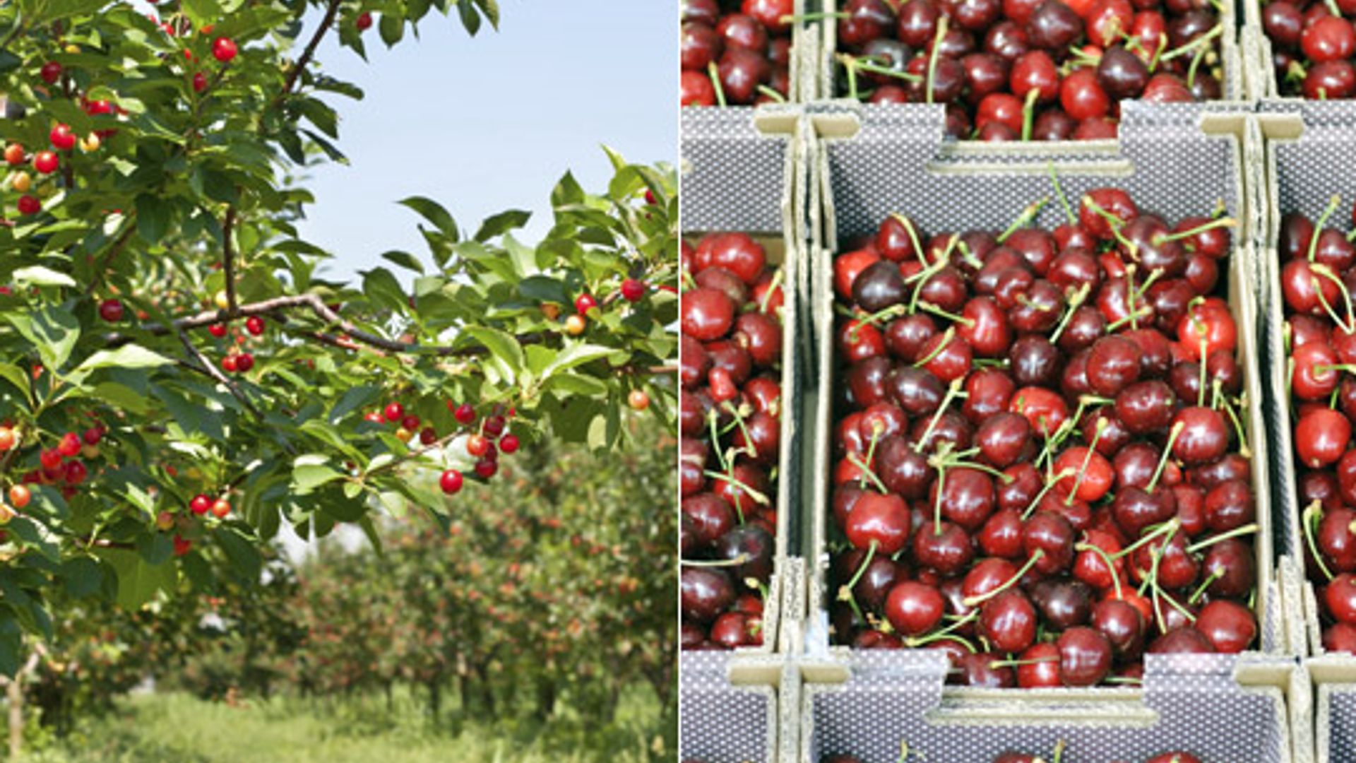 punnet split 