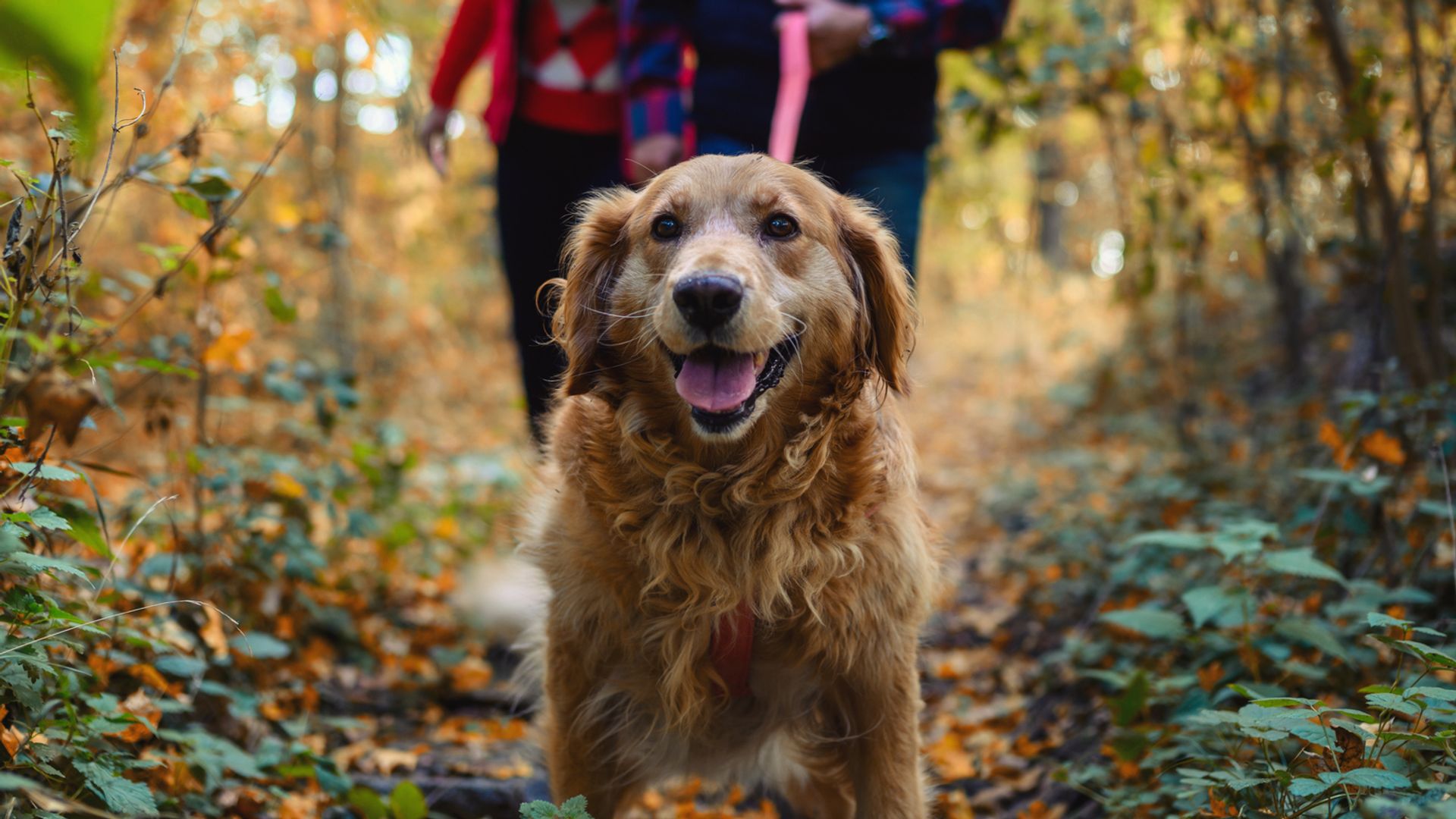 Mature couple on autumn walk with golden retriever