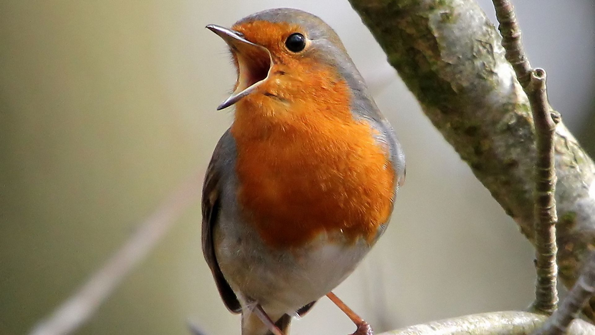 Robin perching on tree branch.