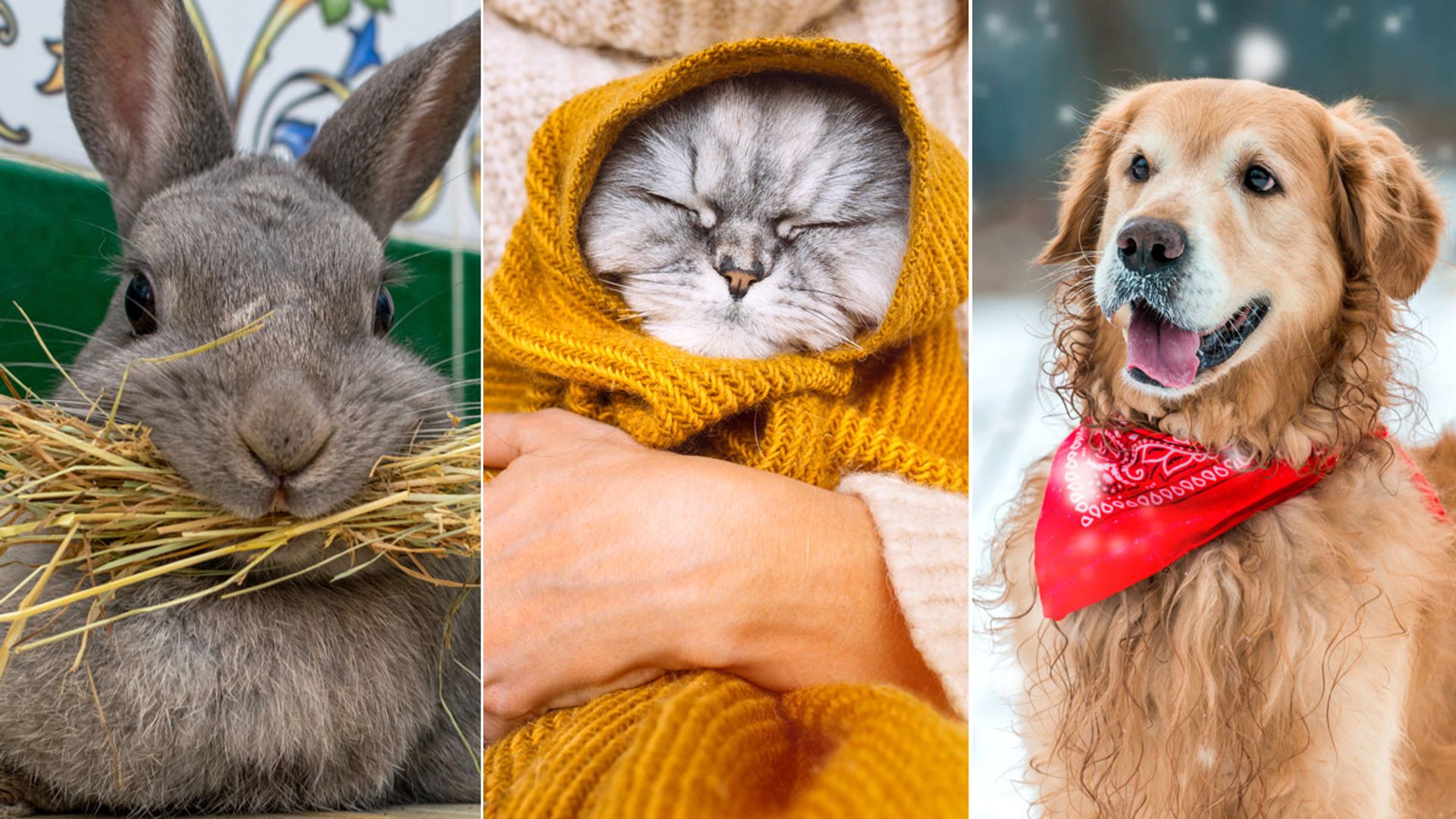 How to keep your dogs, cats and small pets warm this winter - expert tips