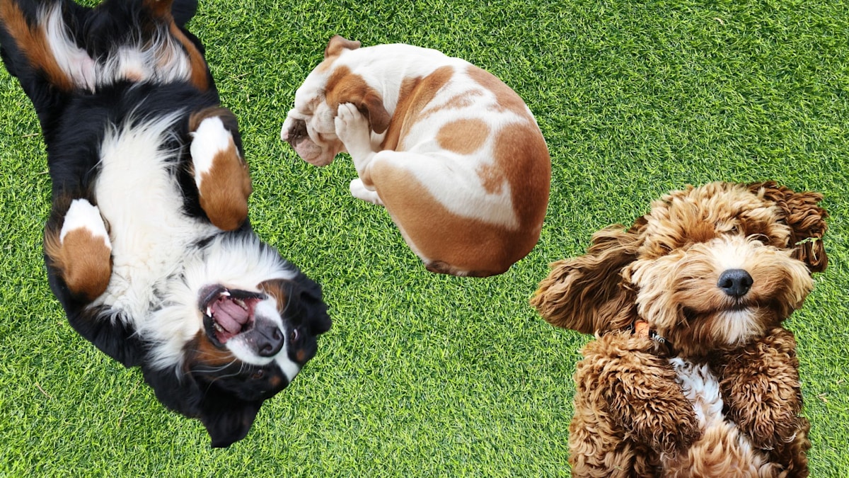 How to get rid of fleas on your pet and in your home for good