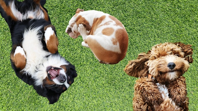 Itch pet header