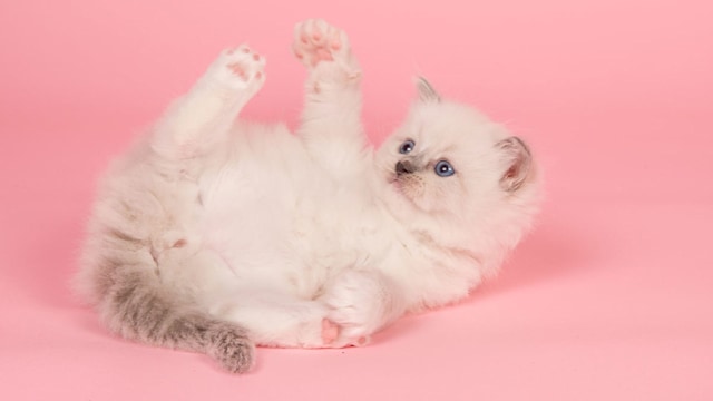 cat pink background