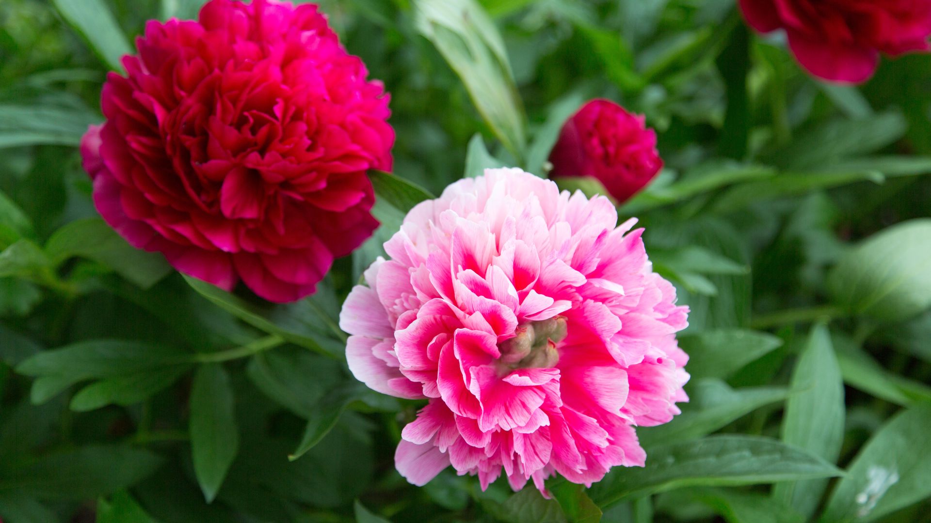 Peonies have a short flowering time 