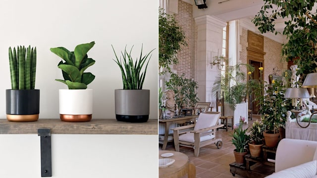 home plants