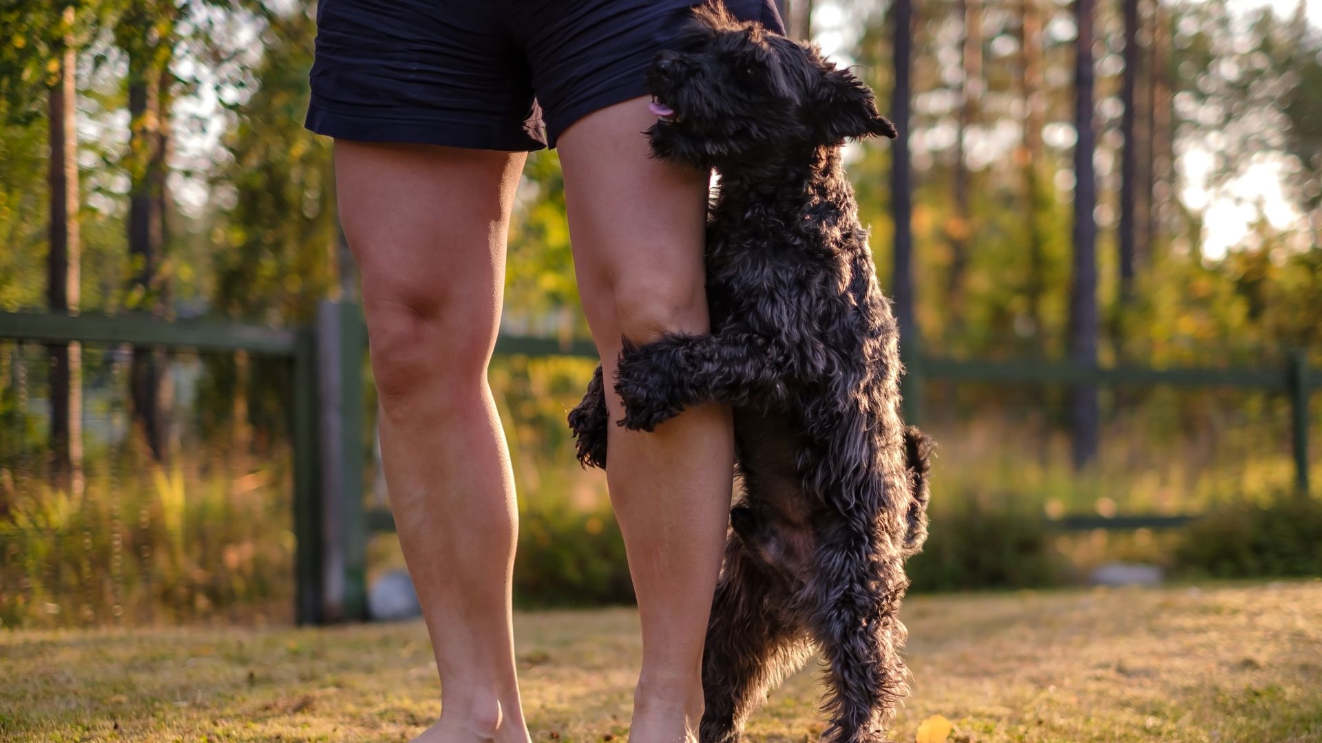Miniature black schnauzer dog humping owner's leg