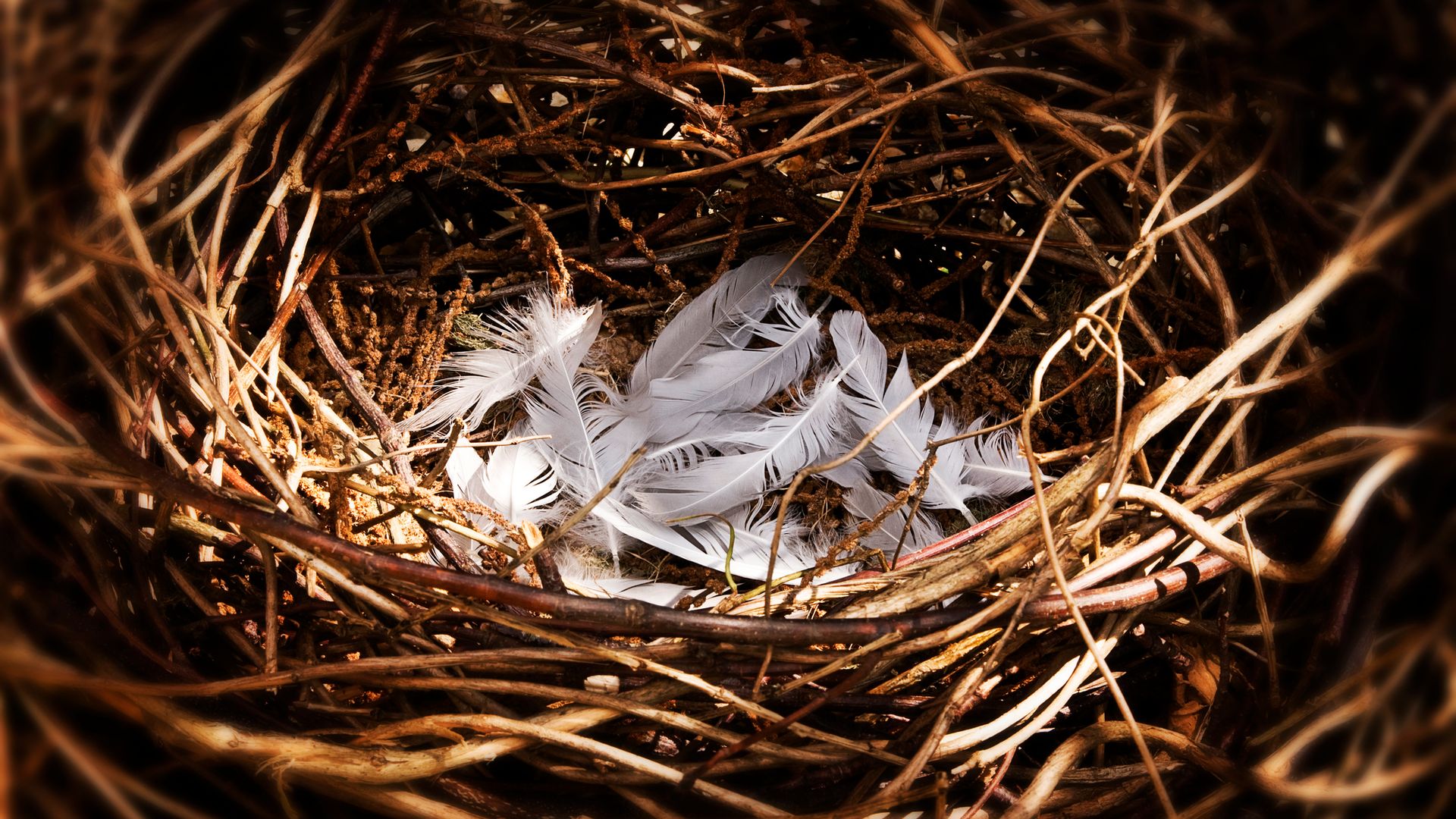 White bird feathers inside nest