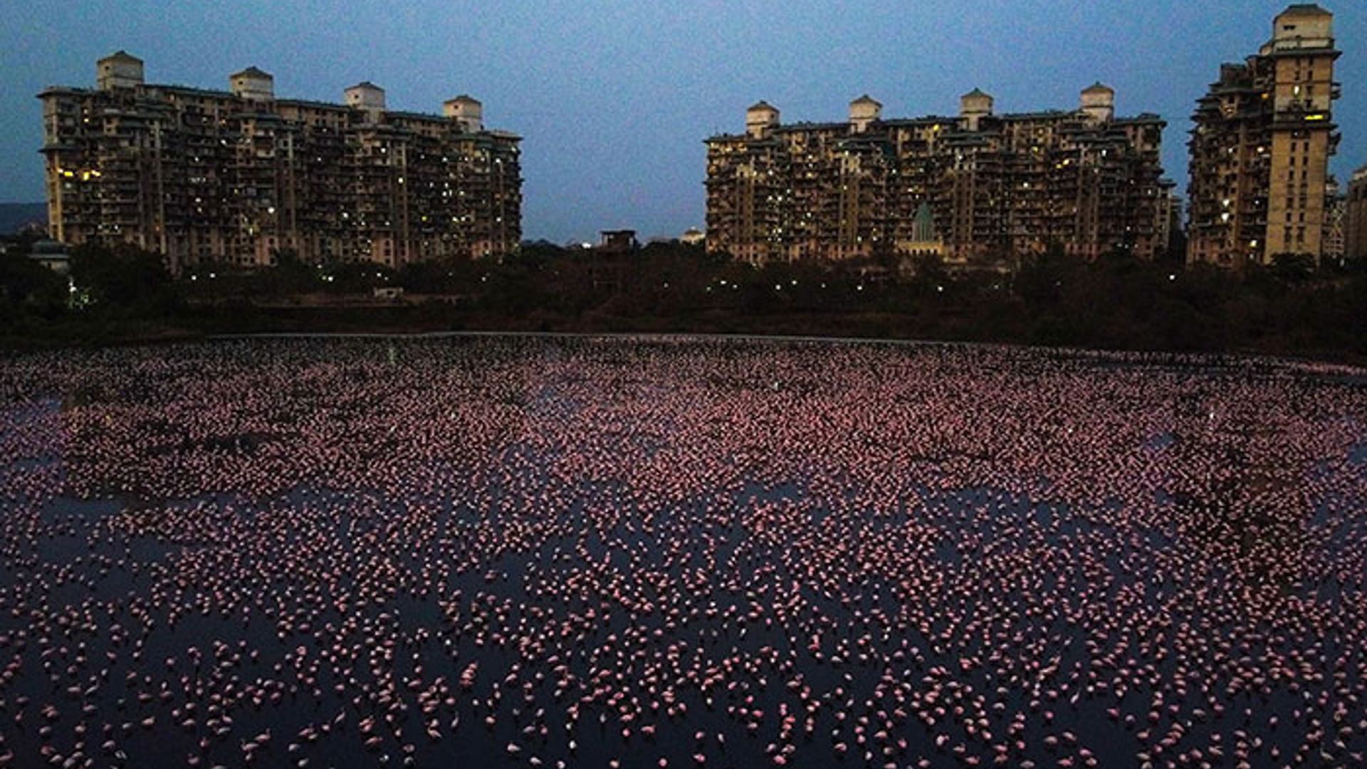 flamingos india