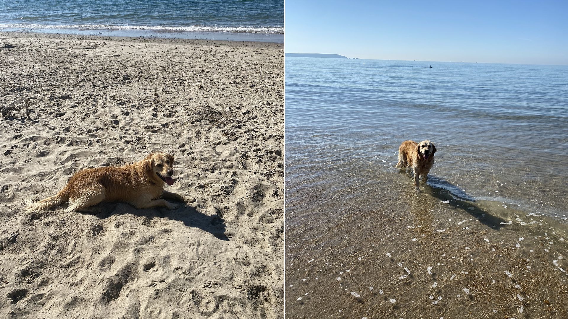 Golden retriever lying on the sand and paddling in the water at the beach