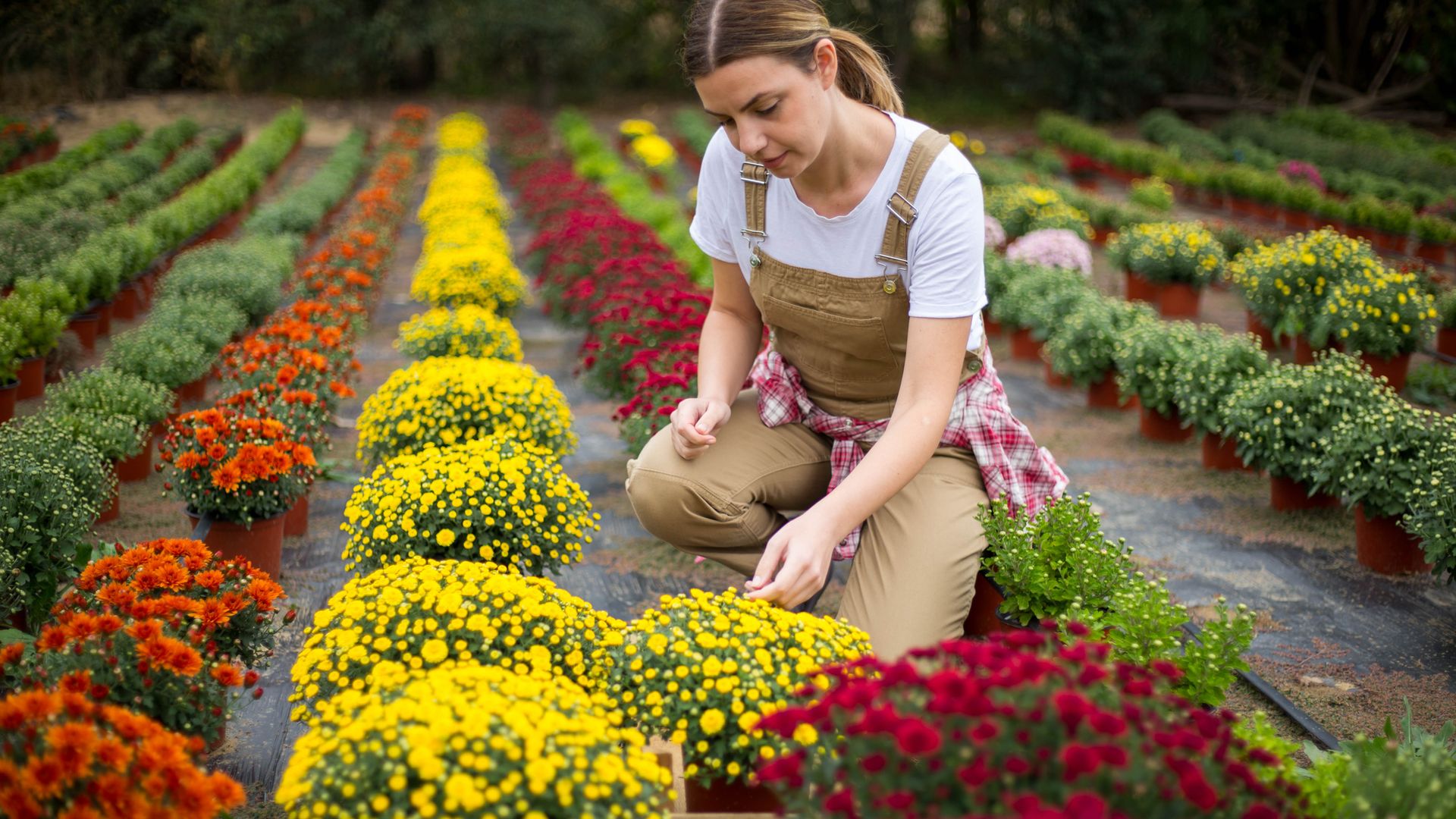 A young woman works on a flower plantation