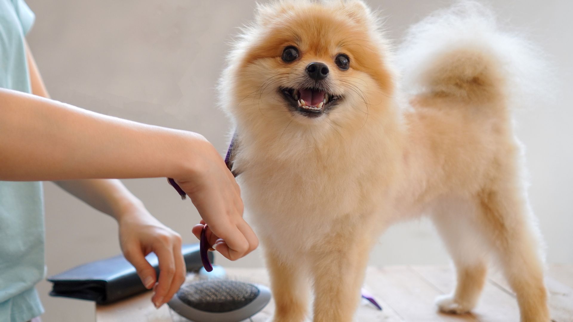 Best dog grooming kits you need to buy to keep your pooch looking picture perfect at home