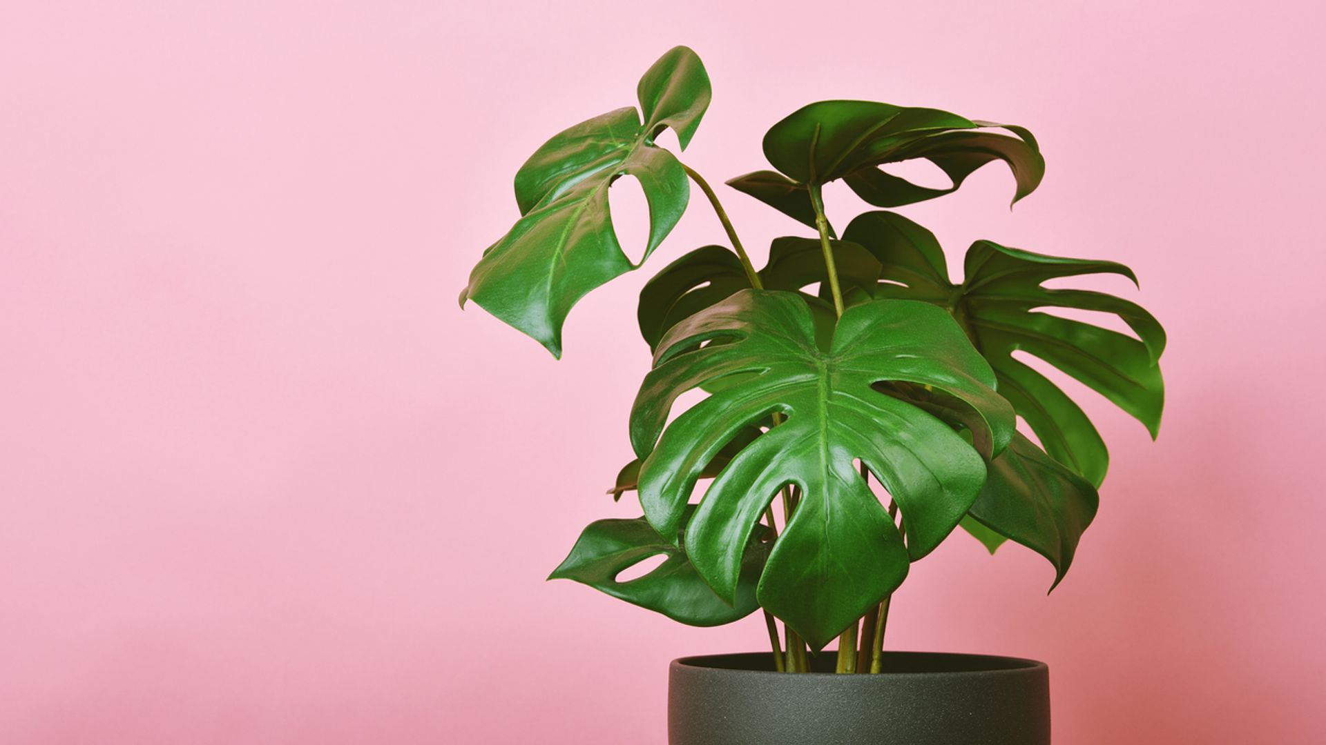 Artificial plant, Philodendron monstera planted on pink background, Indoor tropical houseplant for home and living room interior.