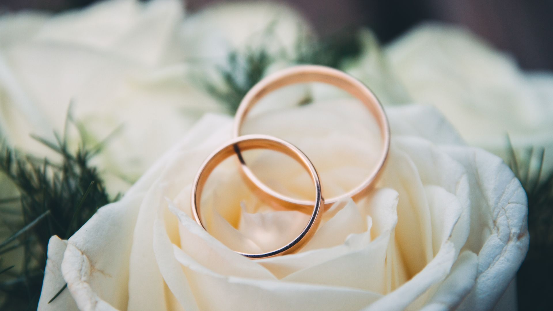 A pair of gold wedding bands on a rose