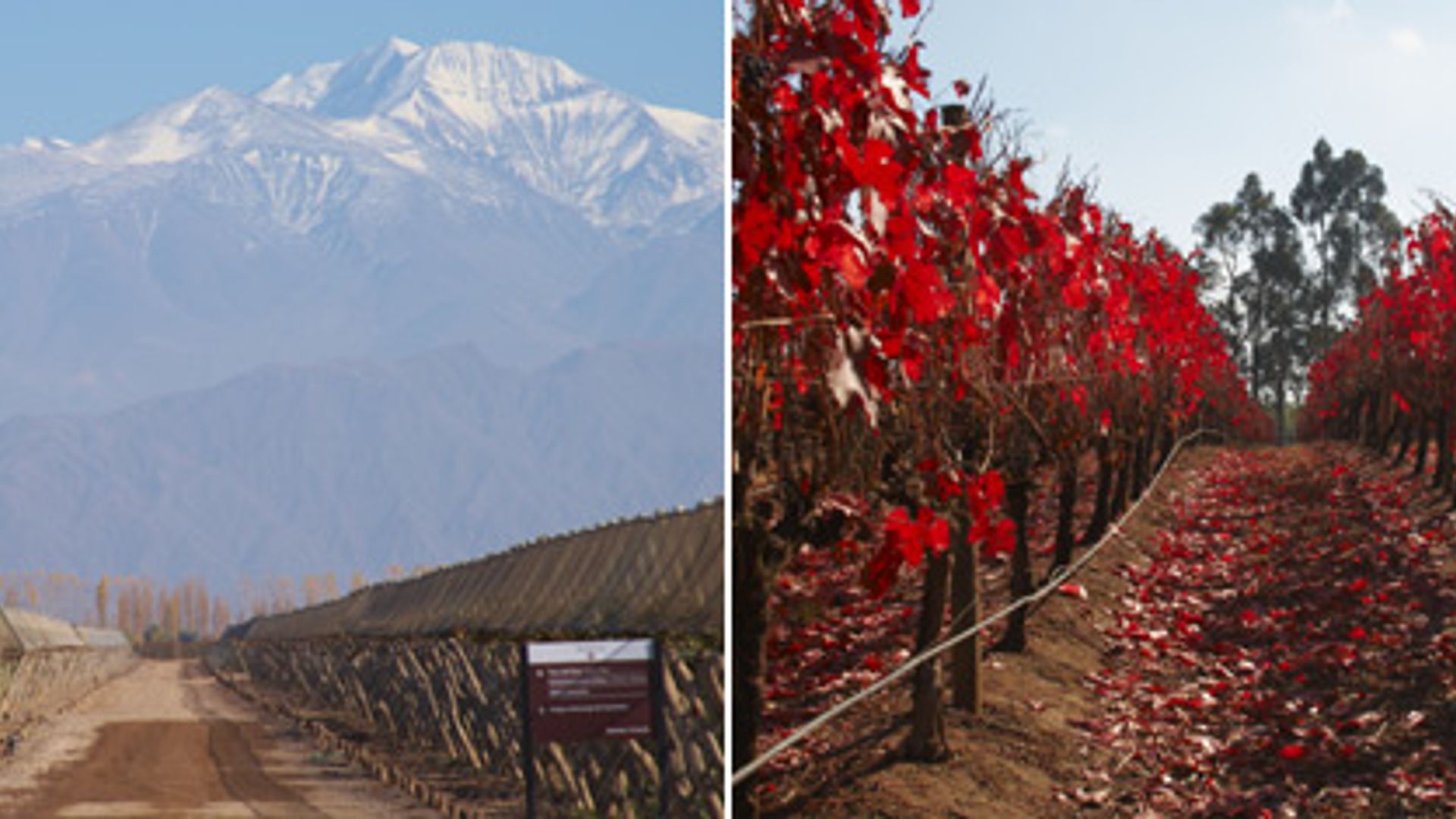 mendoza wine 