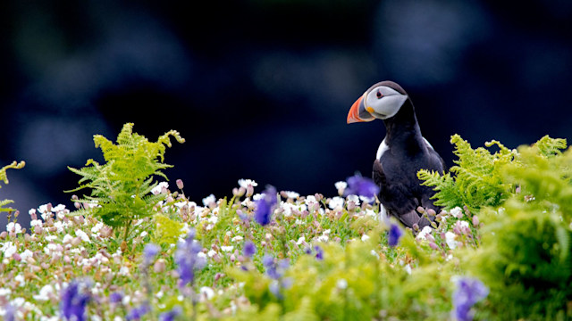 I retraced David Attenborough’s footsteps by puffin spotting in Pembrokeshire